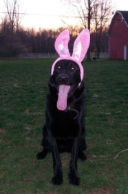 ceridwen zu treuen handen IPO2 RN german shepherd easter